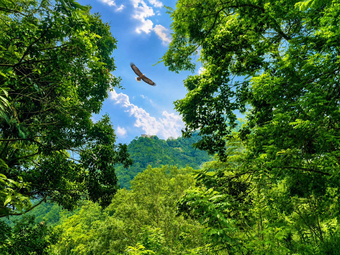 Forest Serenity